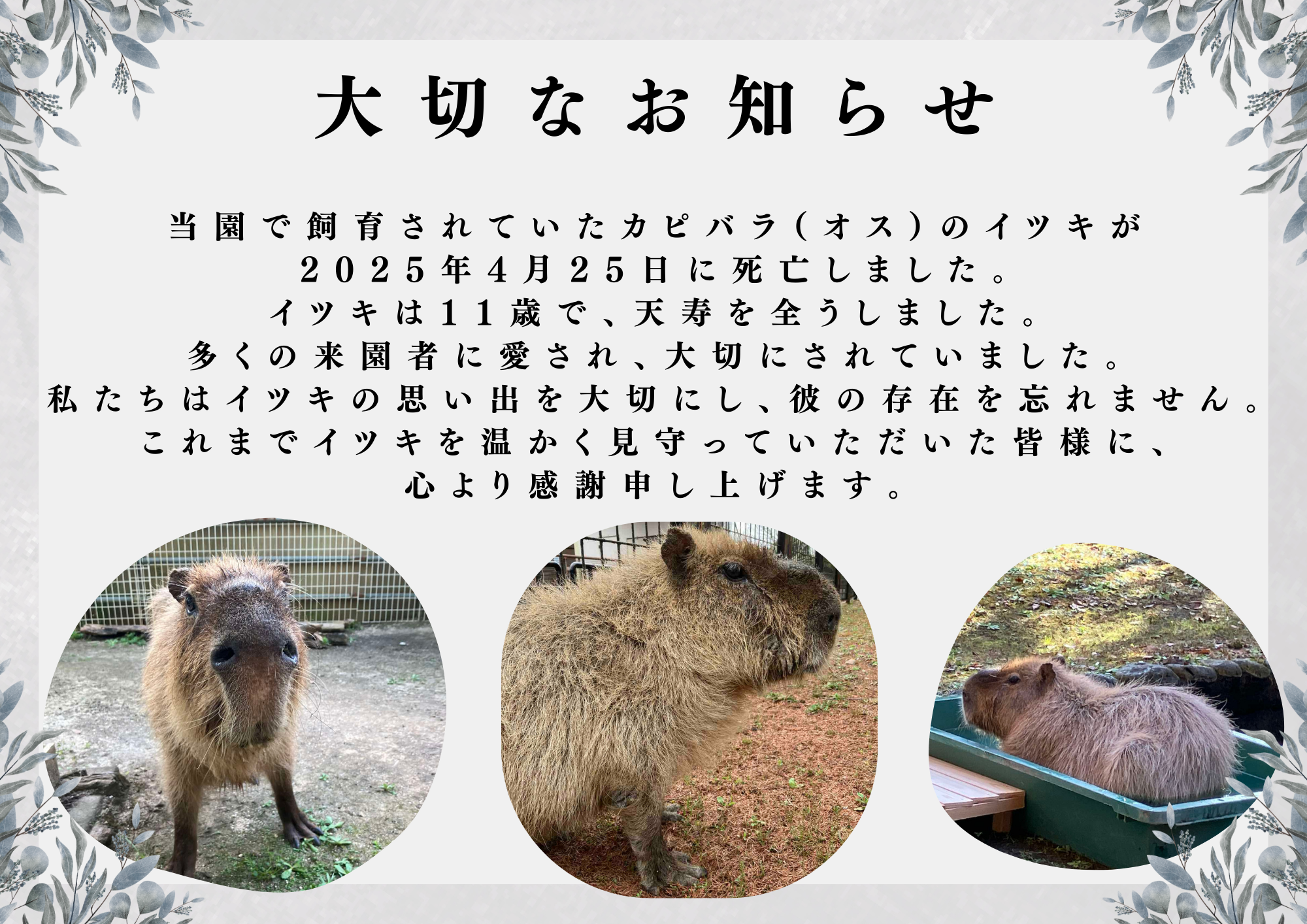 イツキ　訃報.png